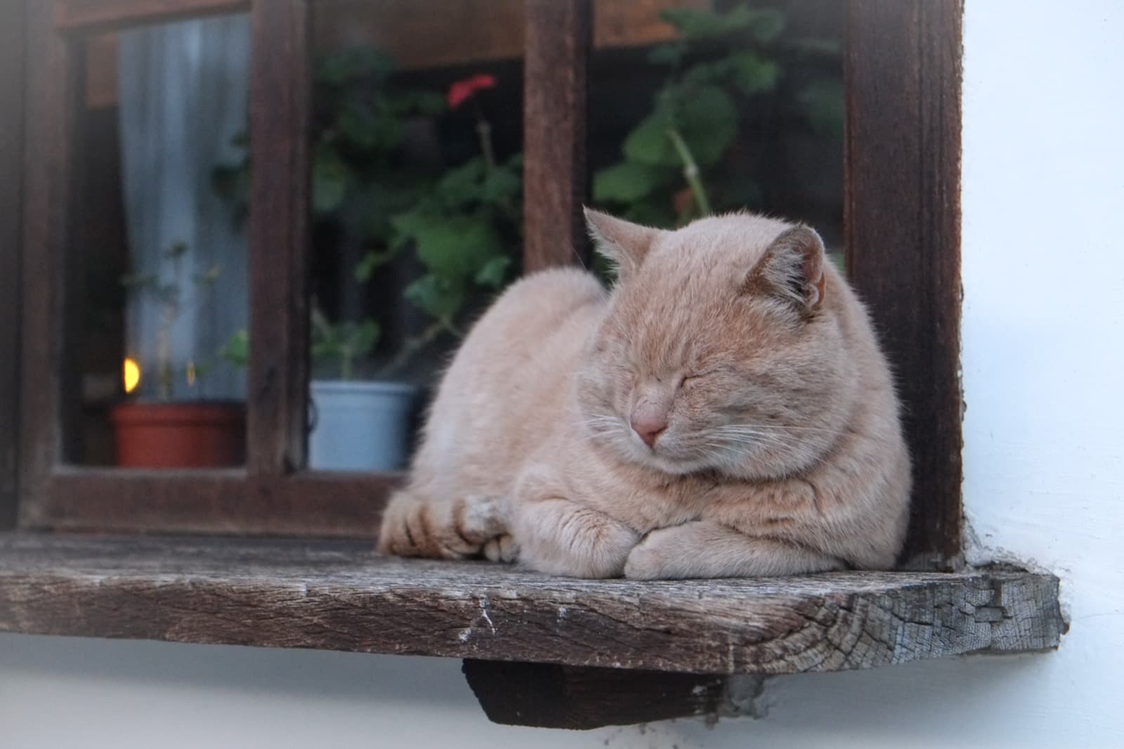 窓辺で眠っている猫