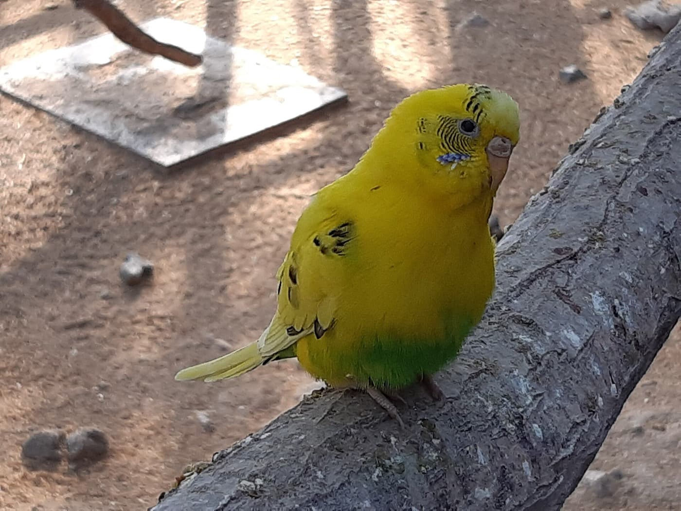 枝に止まった黄色いセキセイインコ
