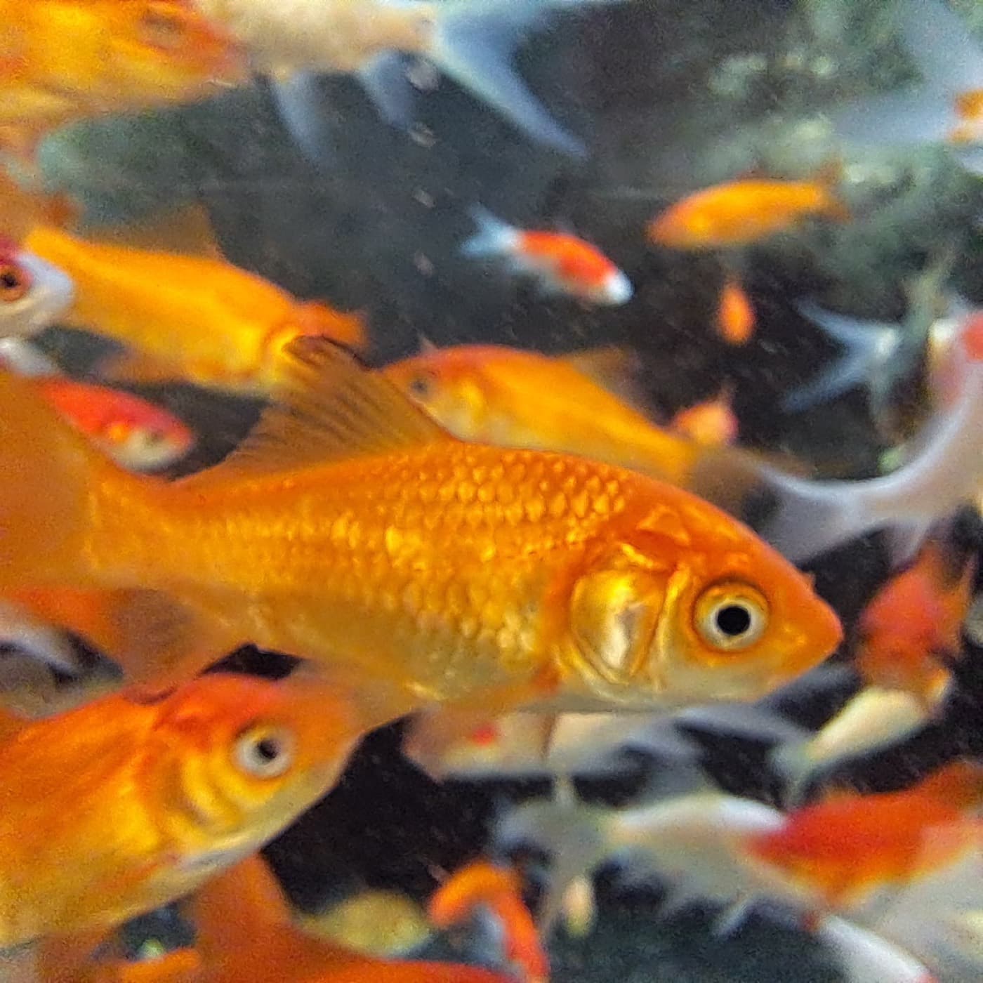 水槽の中でこちらを見る金魚