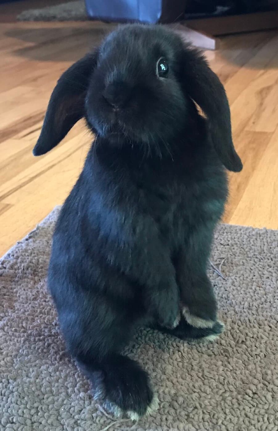 立ち上がった黒いロップイヤーのうさぎ