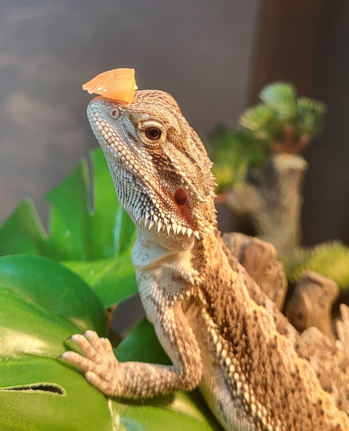 葉の上にいるフトアゴヒゲトカゲ